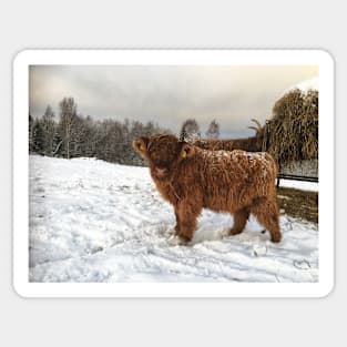 Scottish Highland Cattle Calf 1855 Sticker